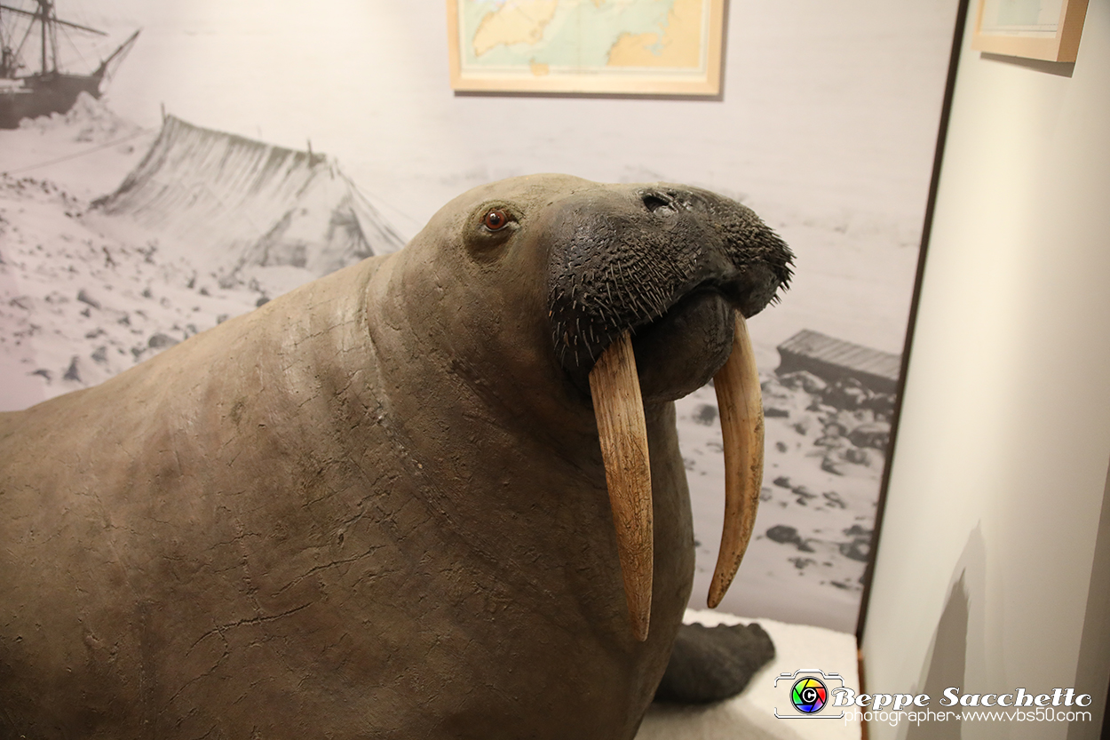 VBS_1023 - Riapre il Museo di Scienze Naturali dopo dieci anni di chiusura.jpg